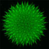 confocal image of pollen grain