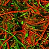 confocal image of silk paper