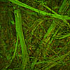 Porcupine Grass Fibers